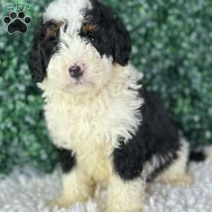 Kobe, Mini Bernedoodle Puppy
